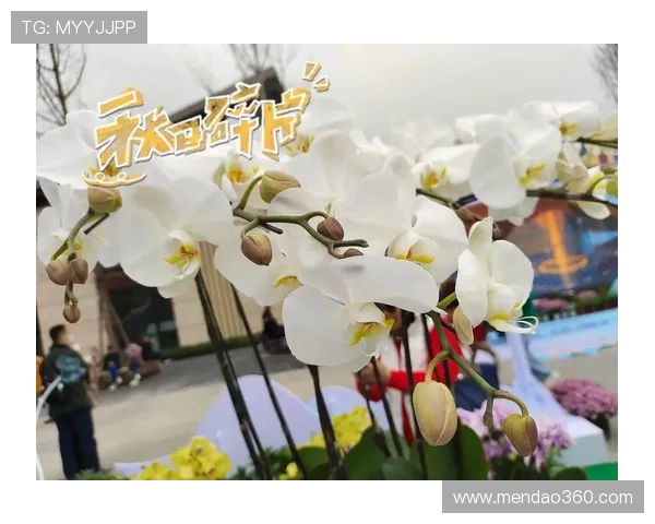 《花海王者:在绚烂花海中探寻命运与荣耀的终极较量》 《花海王者:在绚烂花海中探寻命运与荣耀的终极较量》